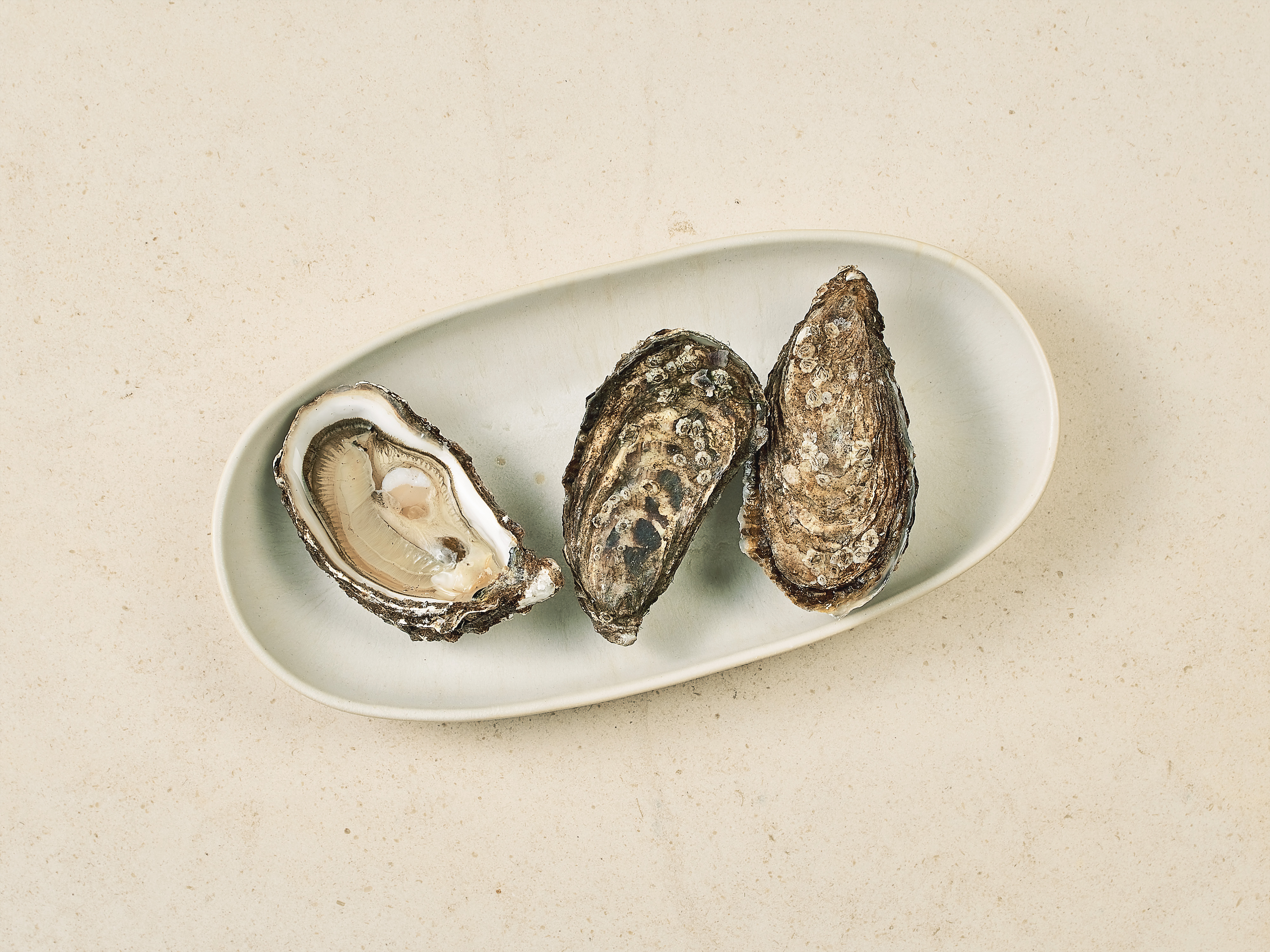 Sylter Royal Austern