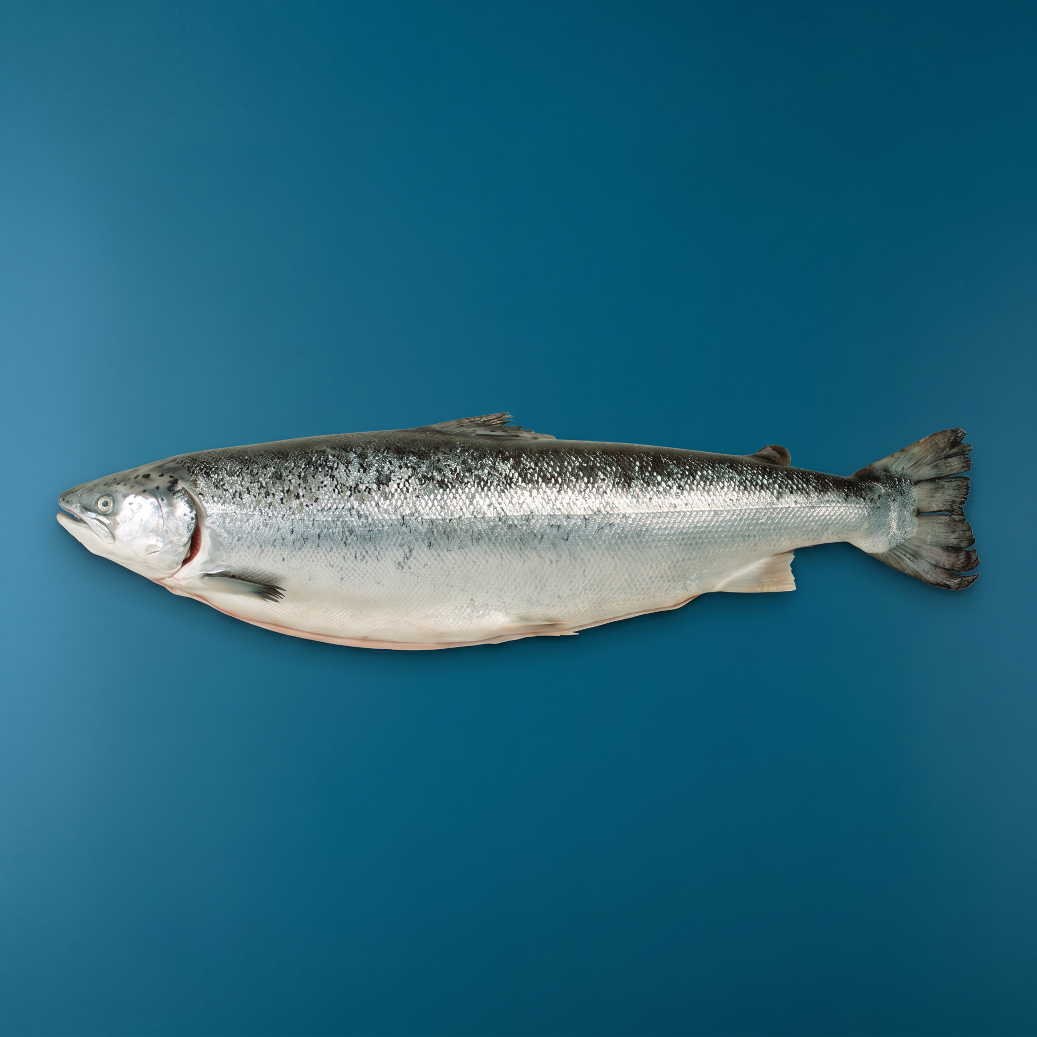 Lachs