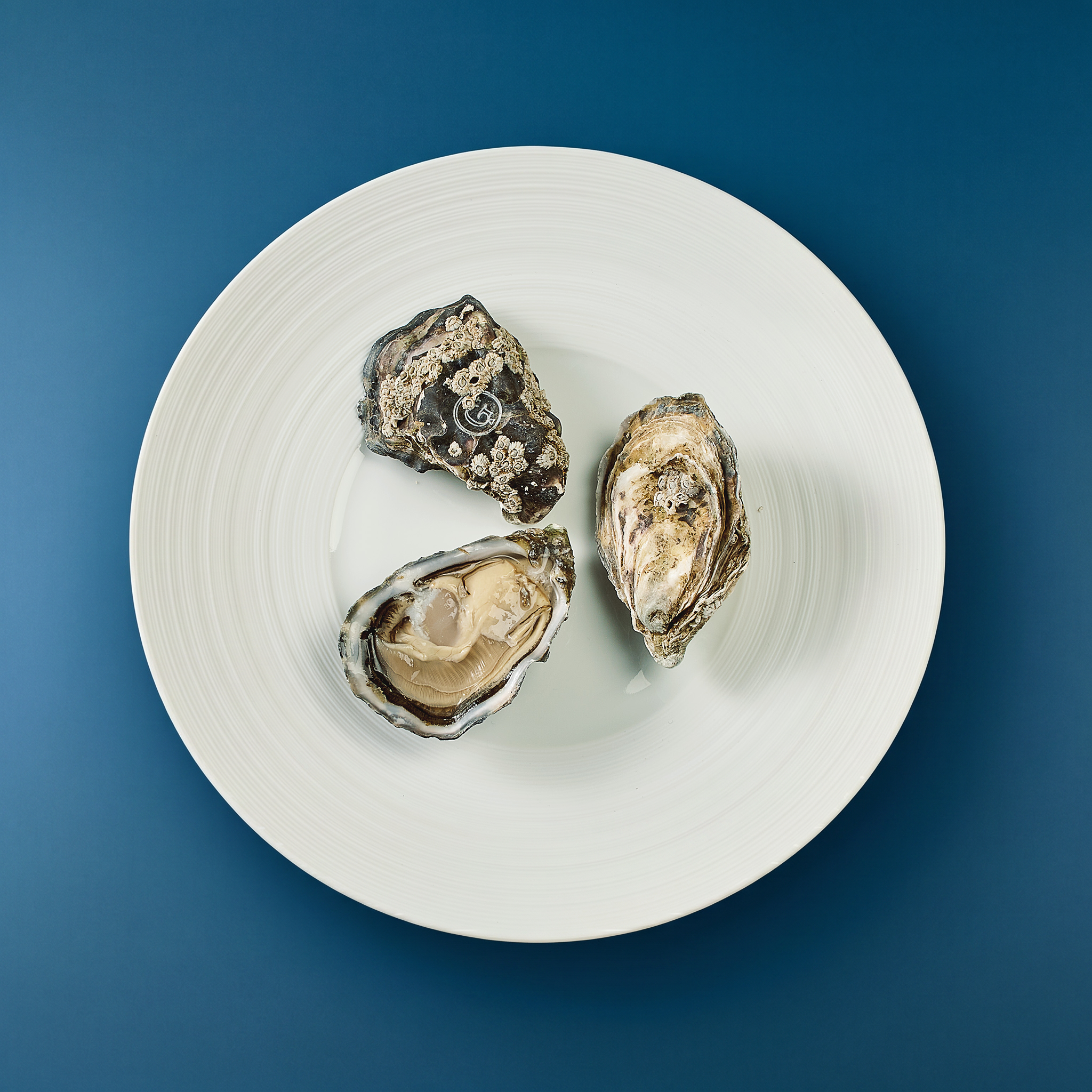 Gillardeau Austern · Spéciales de Claire · ca. 75g