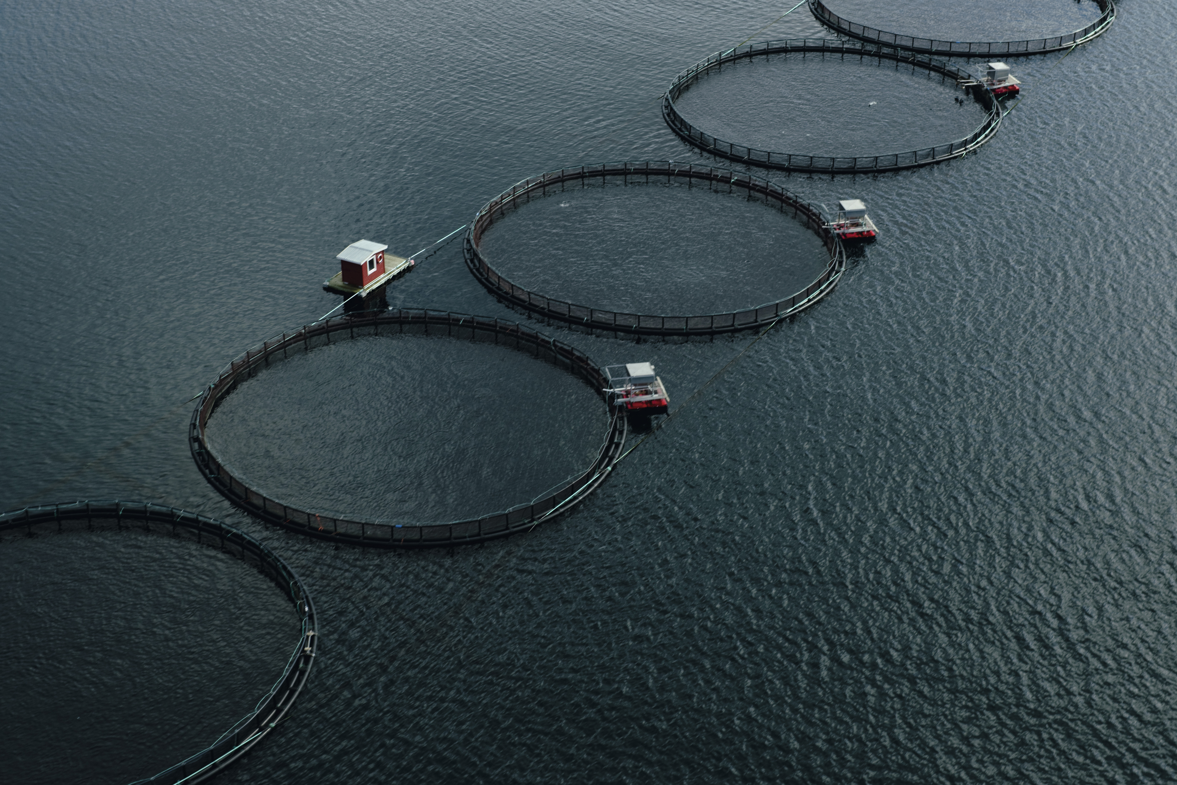 Norwegischer Lachs aus Aquakultur