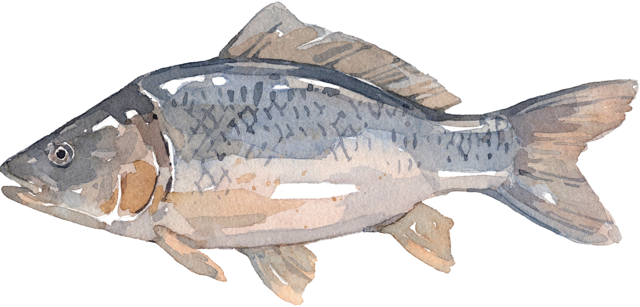 Fischlexikon: Karpfen