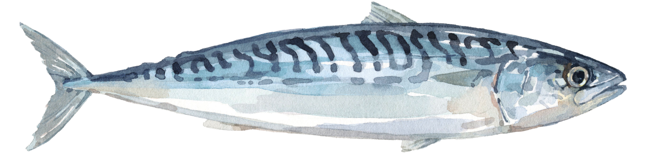 Fischlexikon: Makrele
