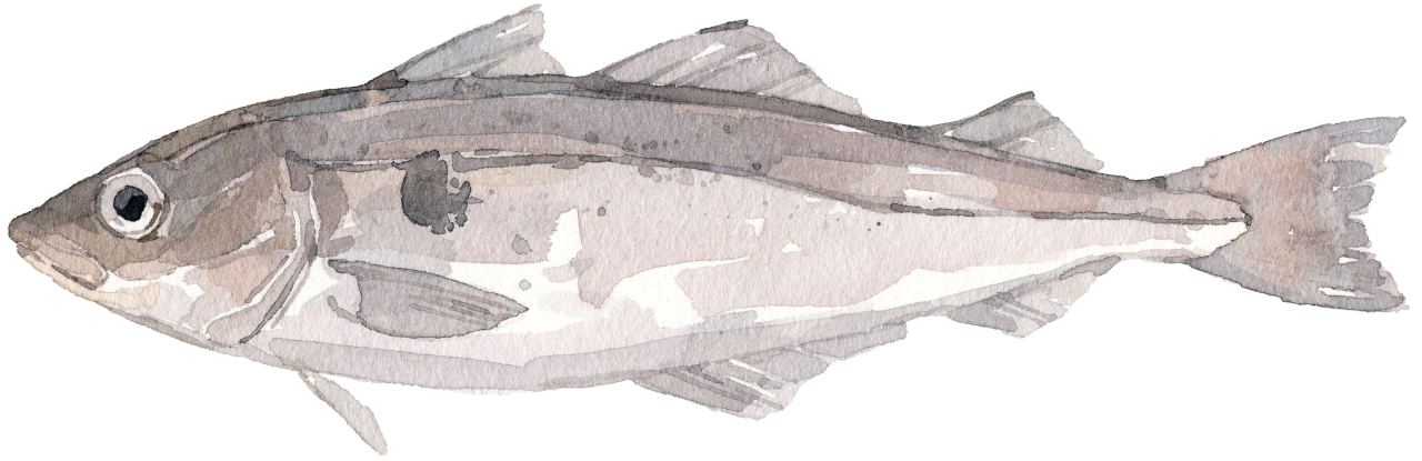 Fischlexikon: Schellfisch