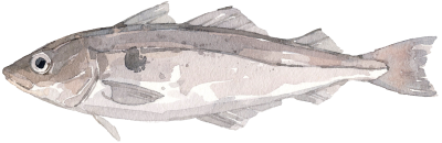 Schellfisch