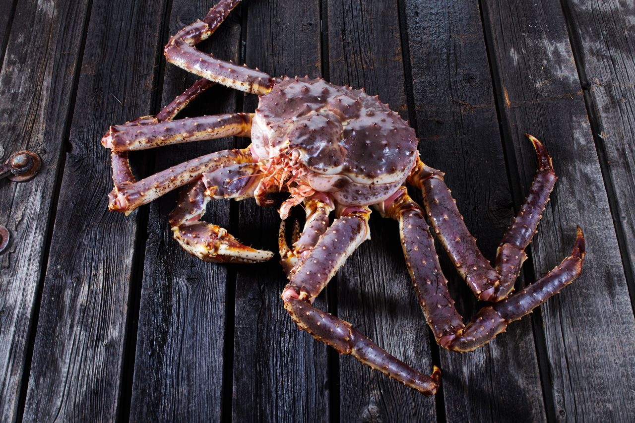 Königskrabbe – imposante Erscheinung mit delikatem Kern Königskrabbe – imposante Erscheinung mit delikatem Kern