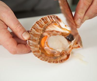 Jakobsmuschel aufklappen Jakobsmuschel aufklappen