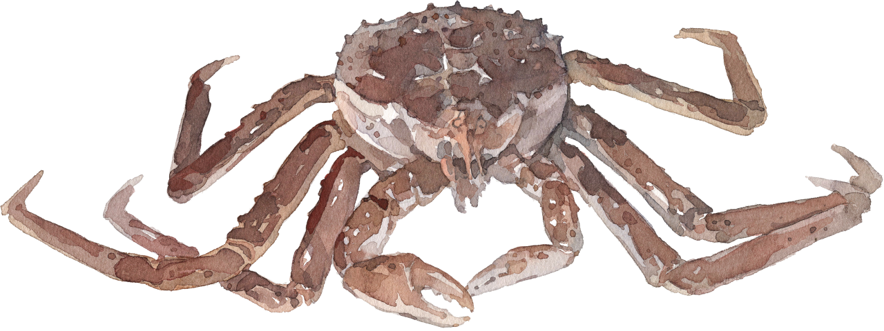 Fischlexikon: Königskrabbe Fischlexikon: Königskrabbe