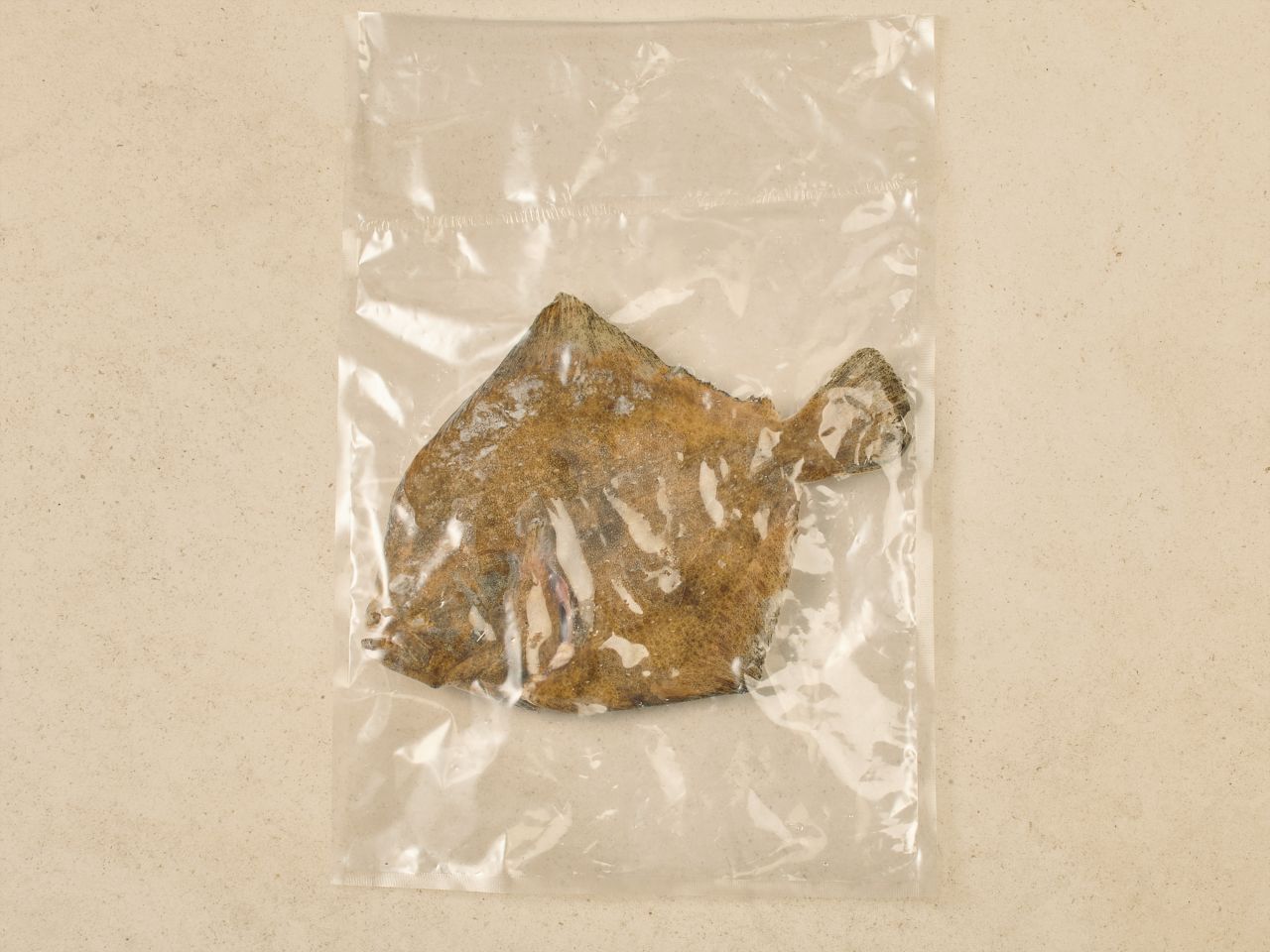 Steinbutt · Wildfang · TK Steinbutt · Wildfang · TK