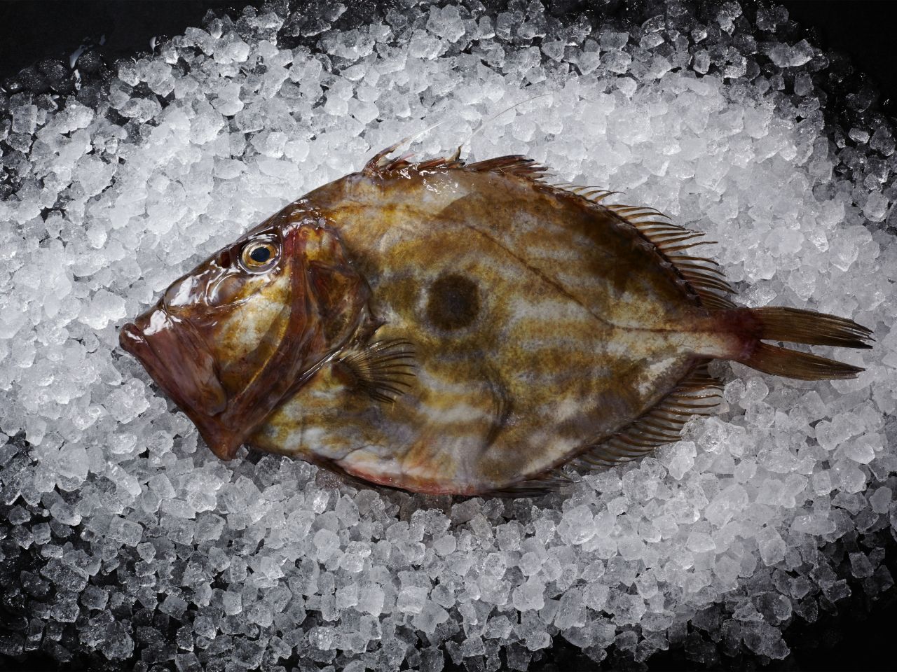 st-pierre-kaufen-Deutsche-See-Onlineshop