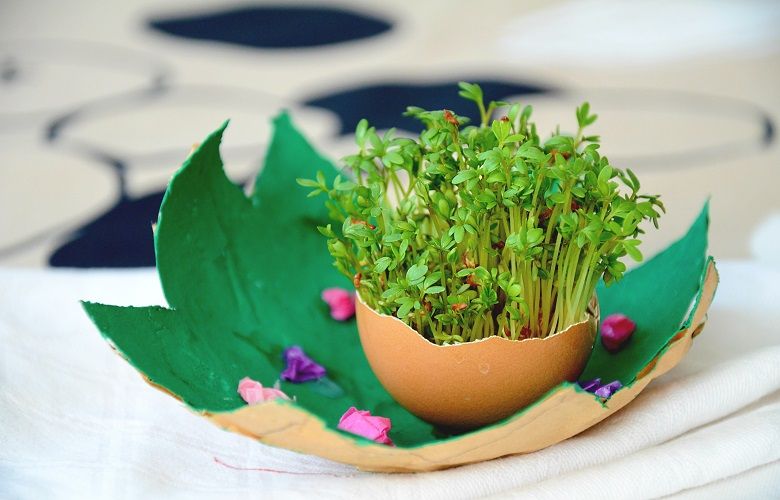 Ostercountdown-Kresse-Tipps-vom-Profi-780x500 Ostercountdown-Kresse-Tipps-vom-Profi-780x500