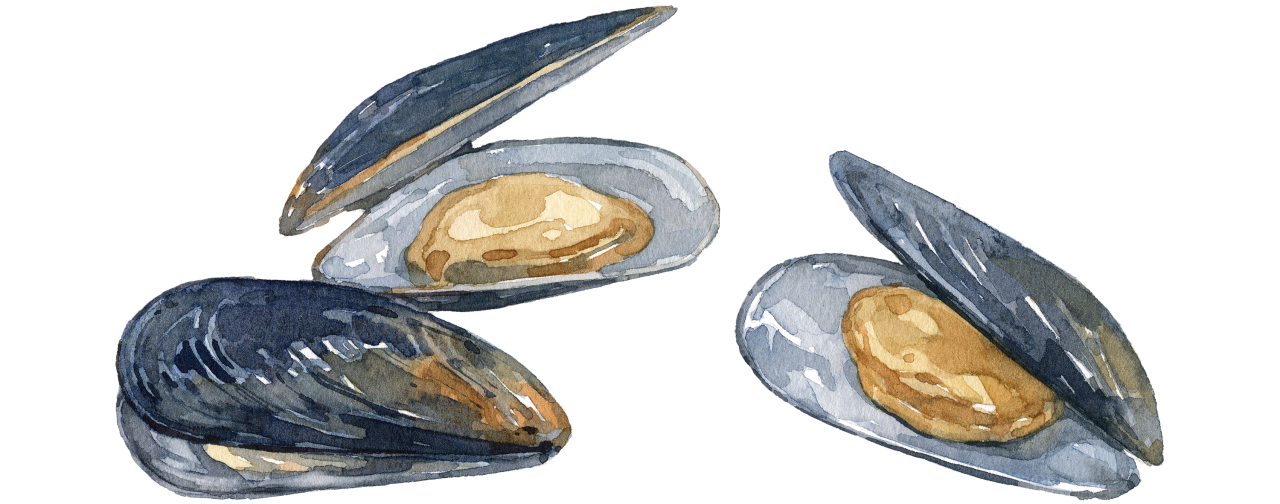 Fischlexikon: Miesmuschel