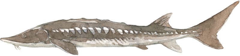 Stör