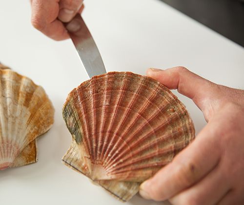 Jakobsmuschel öffnen Jakobsmuschel öffnen