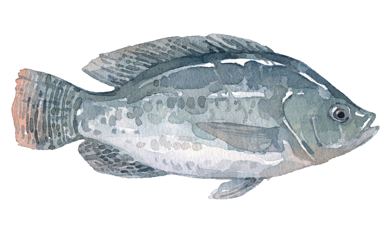 Fischlexikon: Tilapia