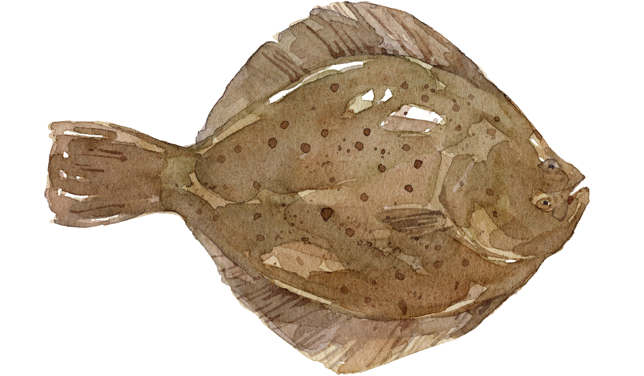 Fischlexikon: Steinbutt Fischlexikon: Steinbutt