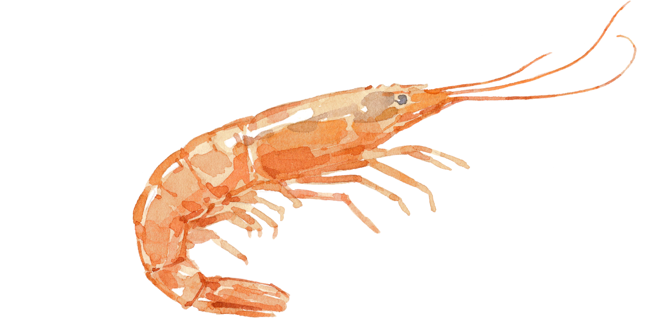 Fischlexikon: Garnele
