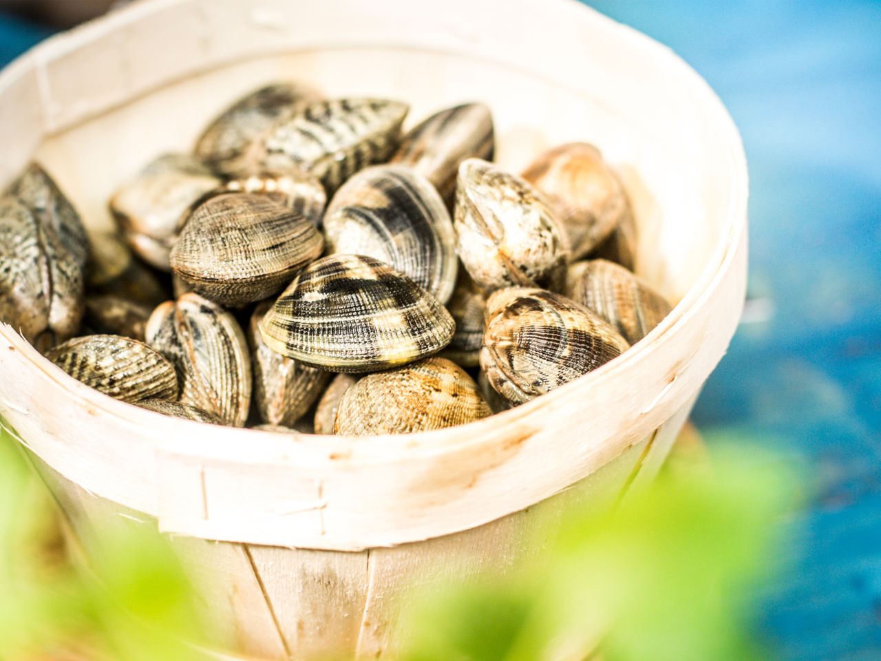 venusmuscheln-kaufen-Deutsche-See-Onlineshop
