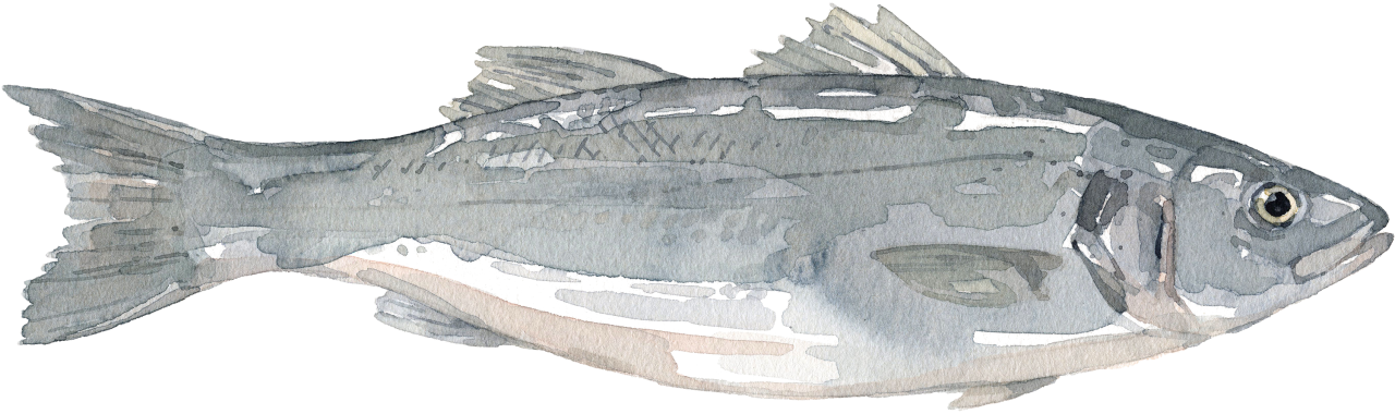 Fischlexikon: Wolfsbarsch Fischlexikon: Wolfsbarsch