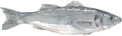 Wolfsbarsch