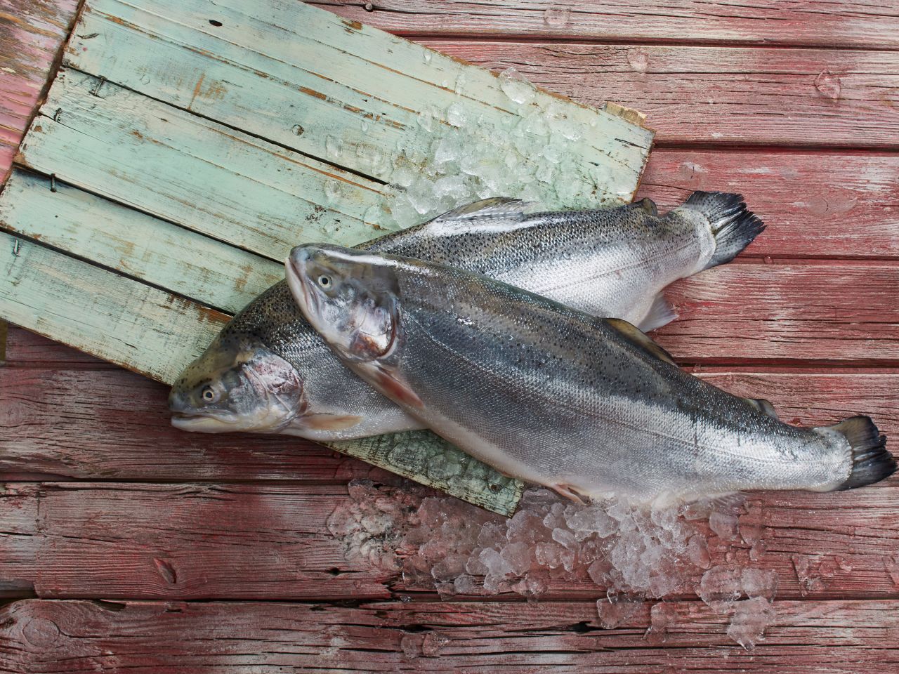 Ganze-Fische-kaufen-Deutsche-See-Onlineshop
