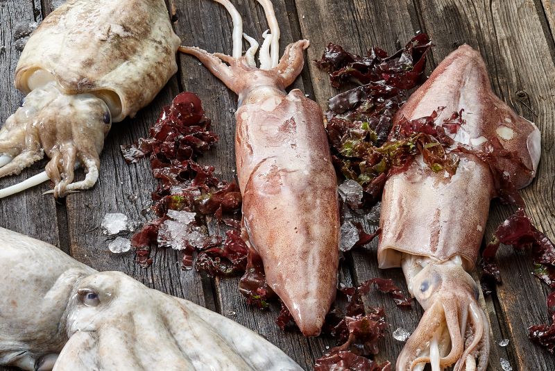 Tintenfische Tintenfische