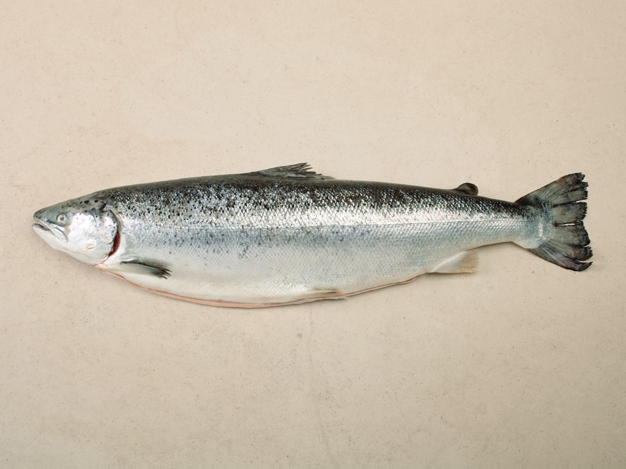 Bio-Lachs Bio-Lachs