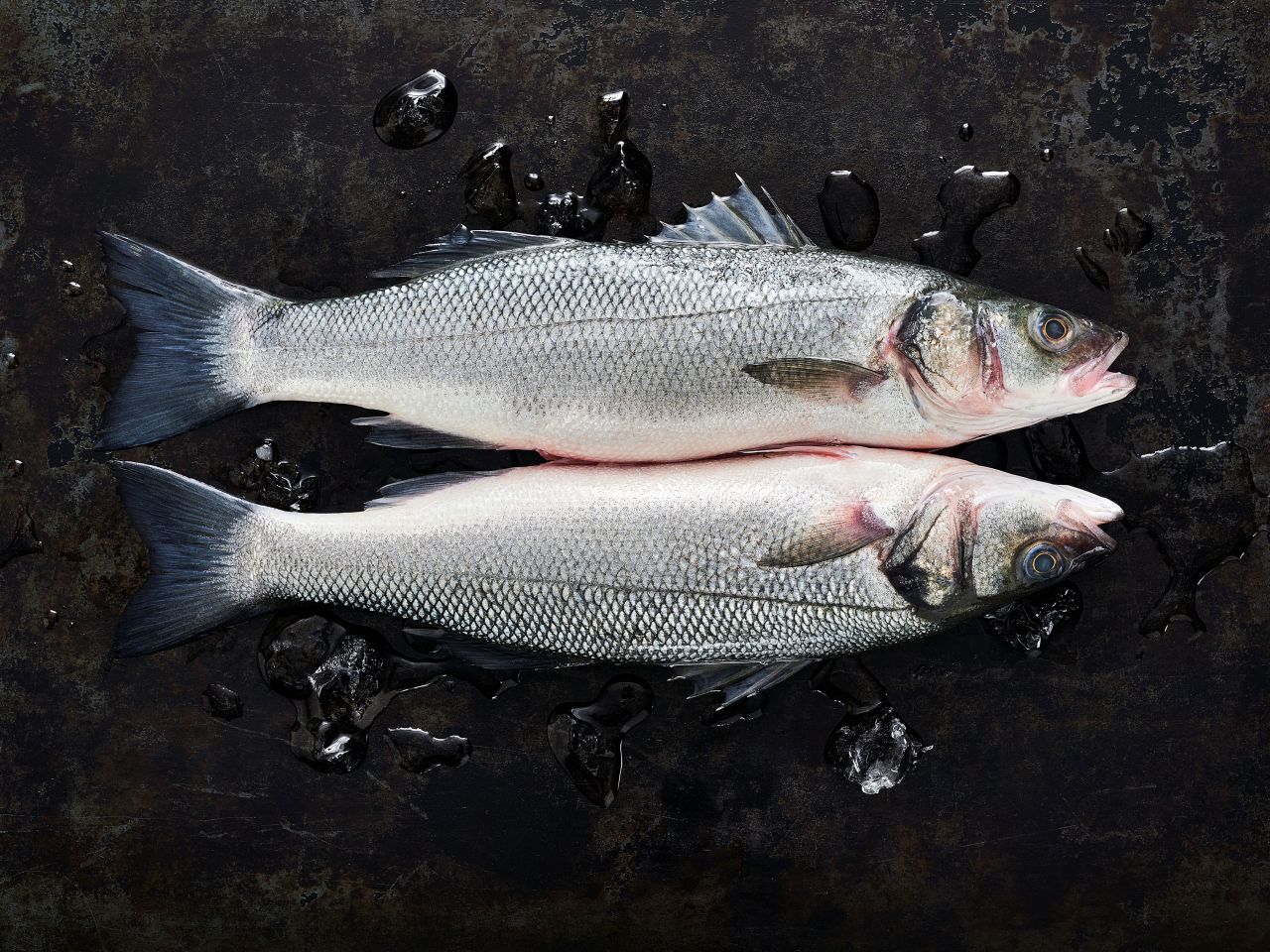 Wolfsbarsch Wolfsbarsch