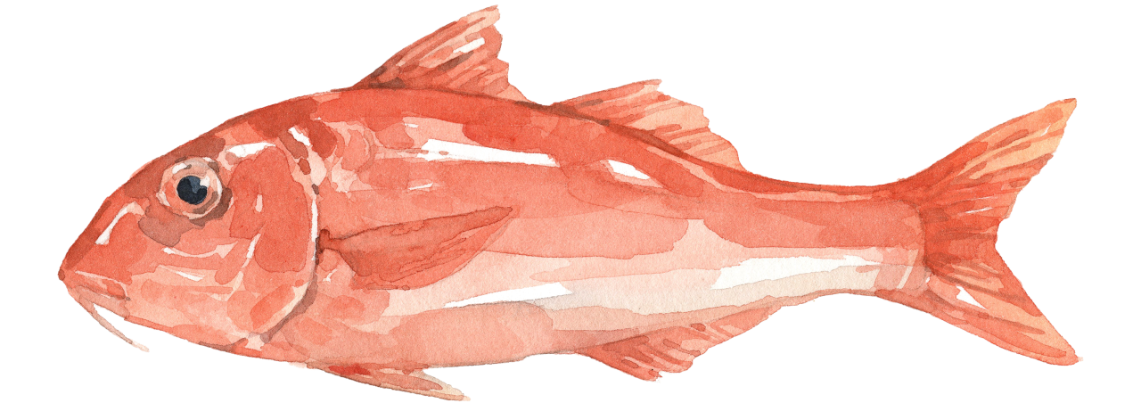 Rote Meerbarbe