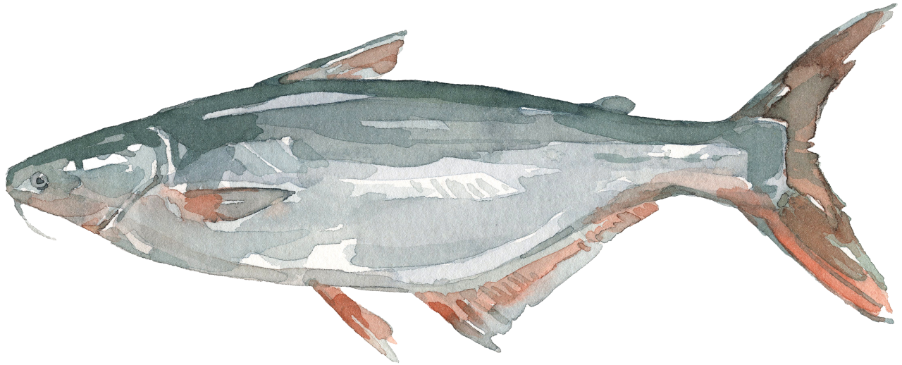 Fischlexikon: Pangasius