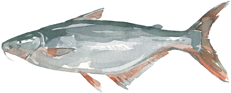 Pangasius