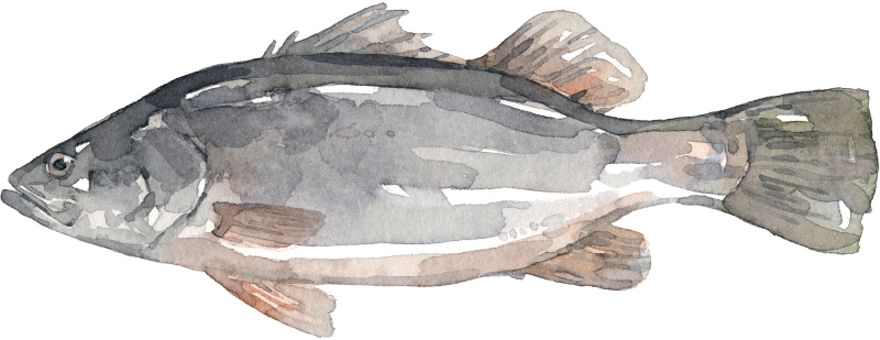 Barramundi