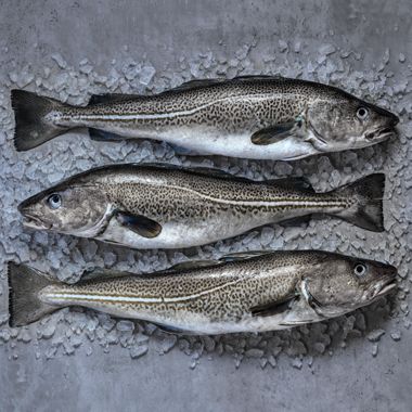 Skrei aus
Norwegen