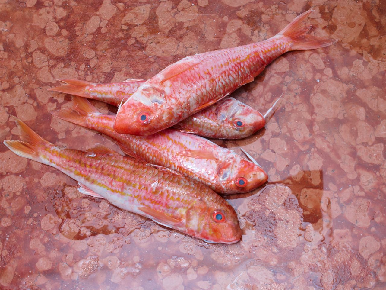 Rote Meerbarbe Rote Meerbarbe