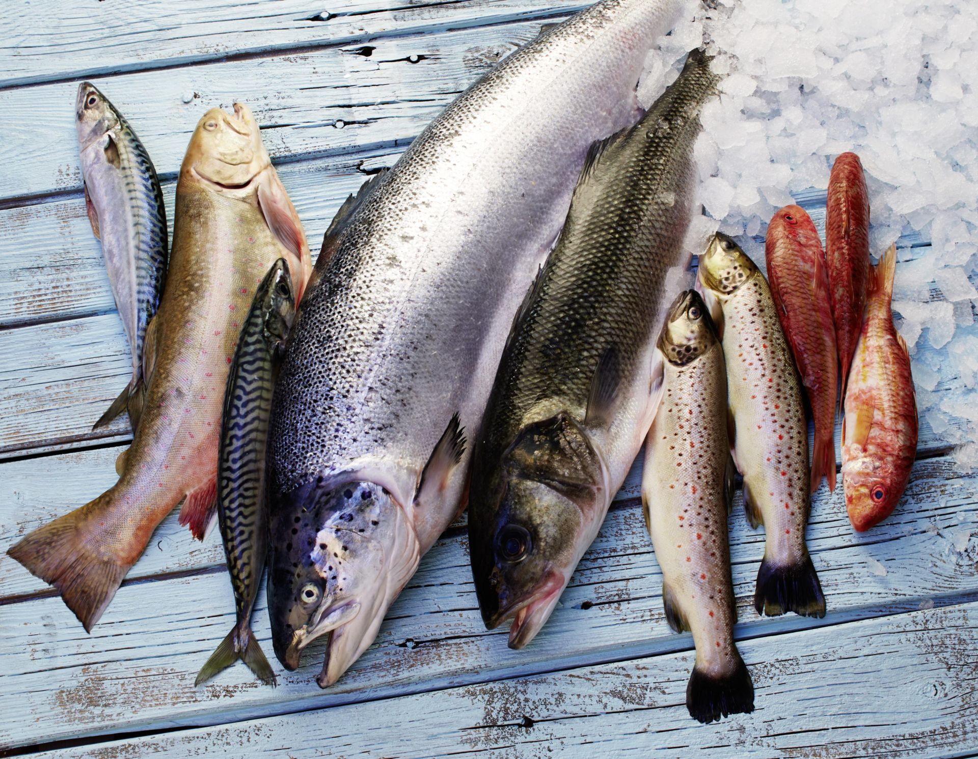 Fischwelt
