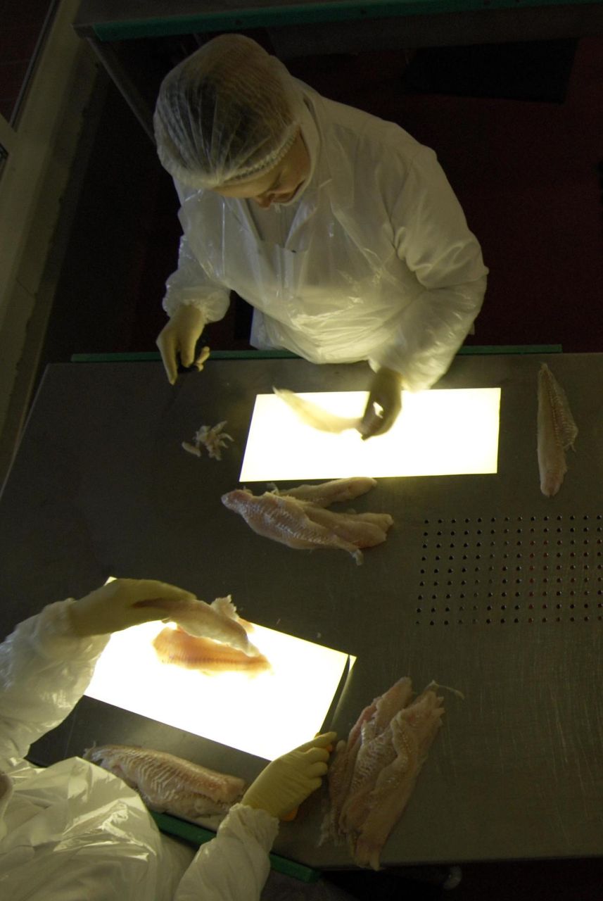 Nematoden-Leuchttisch-Wissen-Fisch-und-Ernaehrung590af365a8600-Bildformat-2-3 Cropped Image 2137
