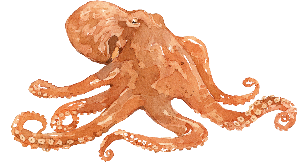 Fischlexikon: Krake