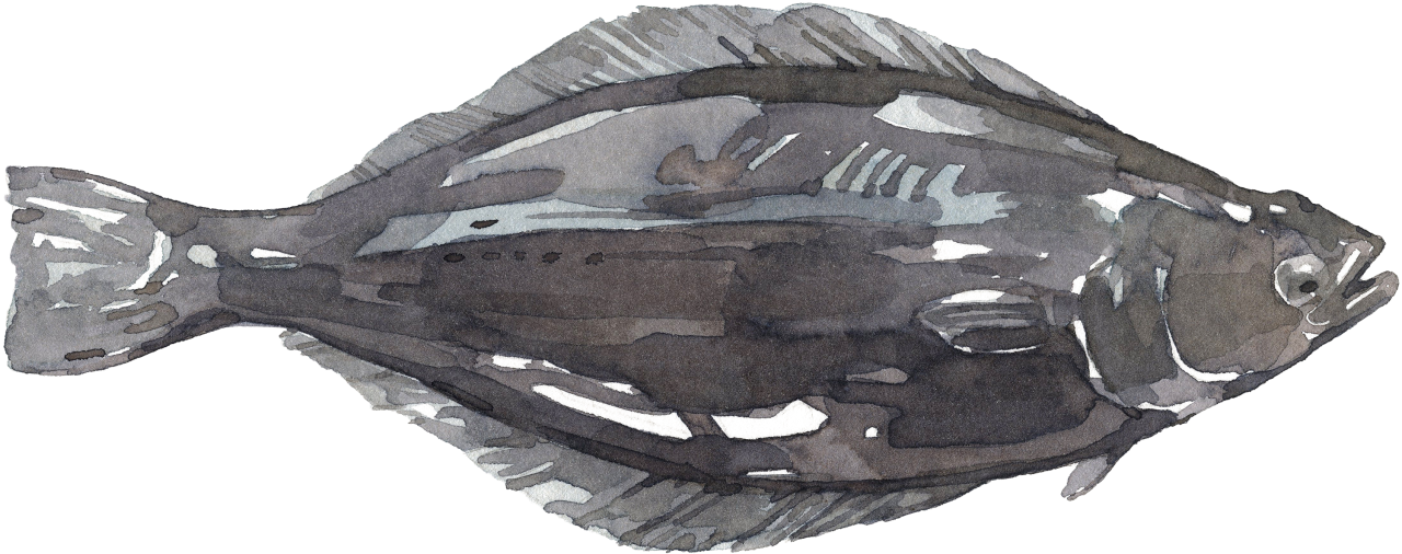 Fischlexikon: Heilbutt, schwarz