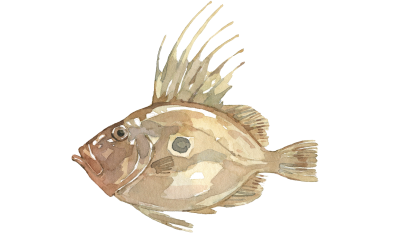 St. Peterfisch