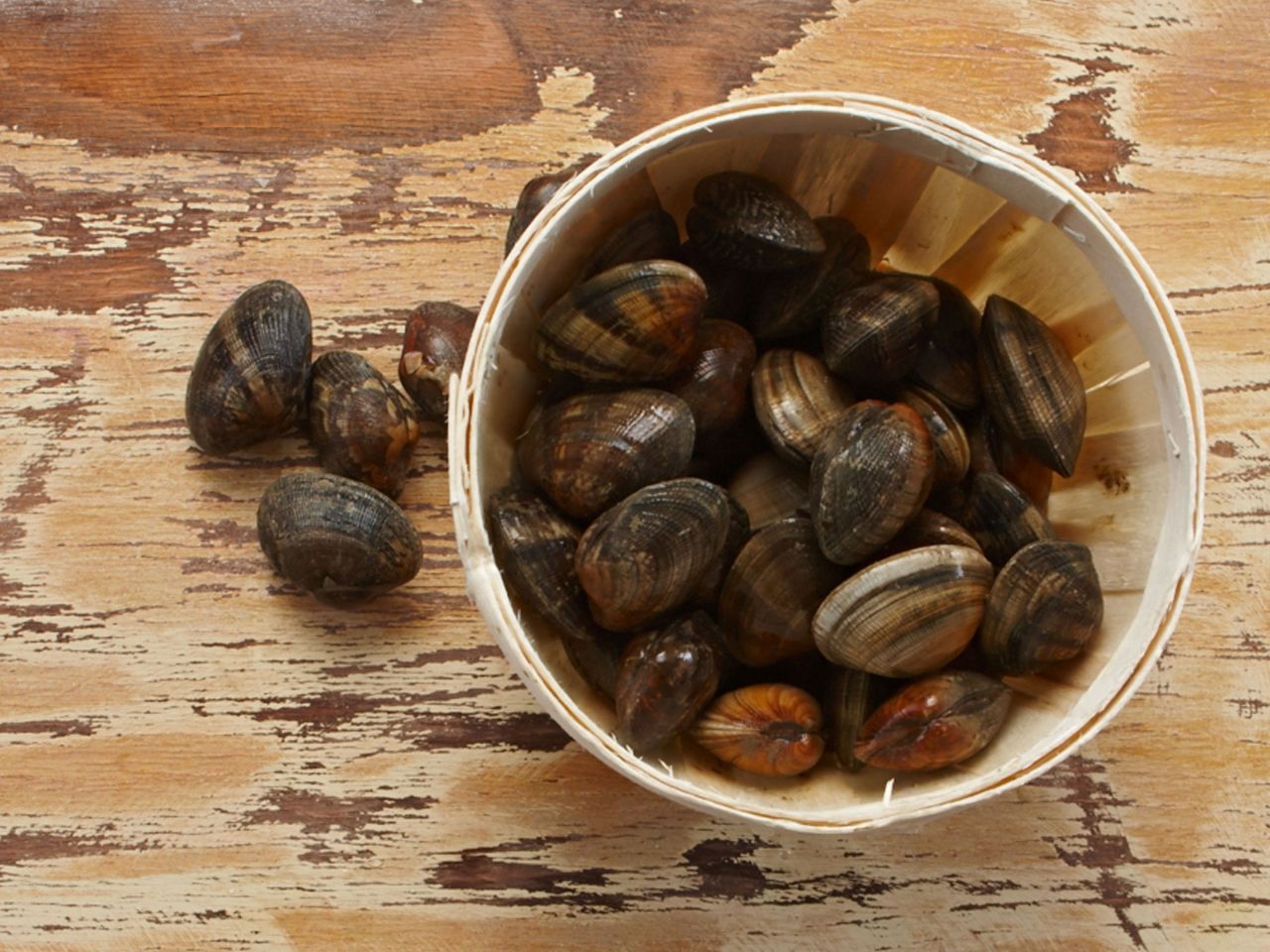 Venusmuscheln