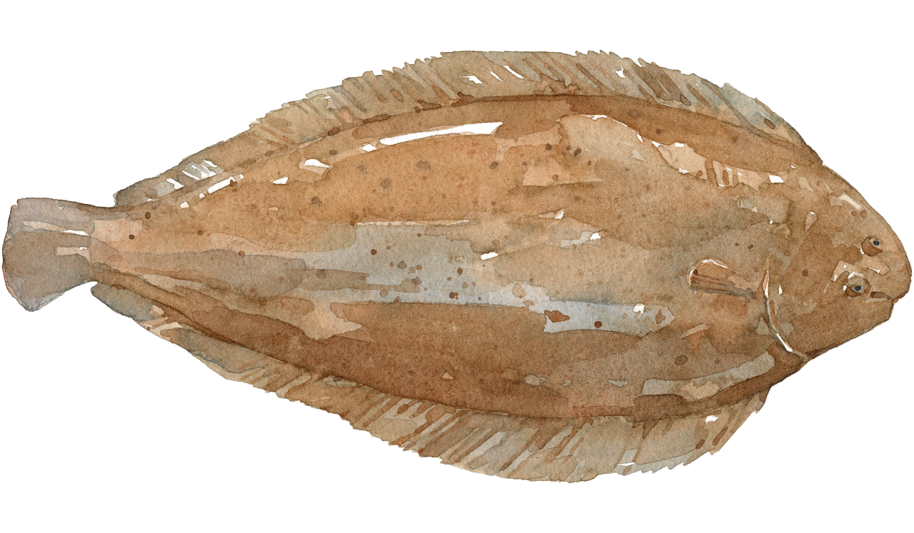 Fischlexikon: Seezunge