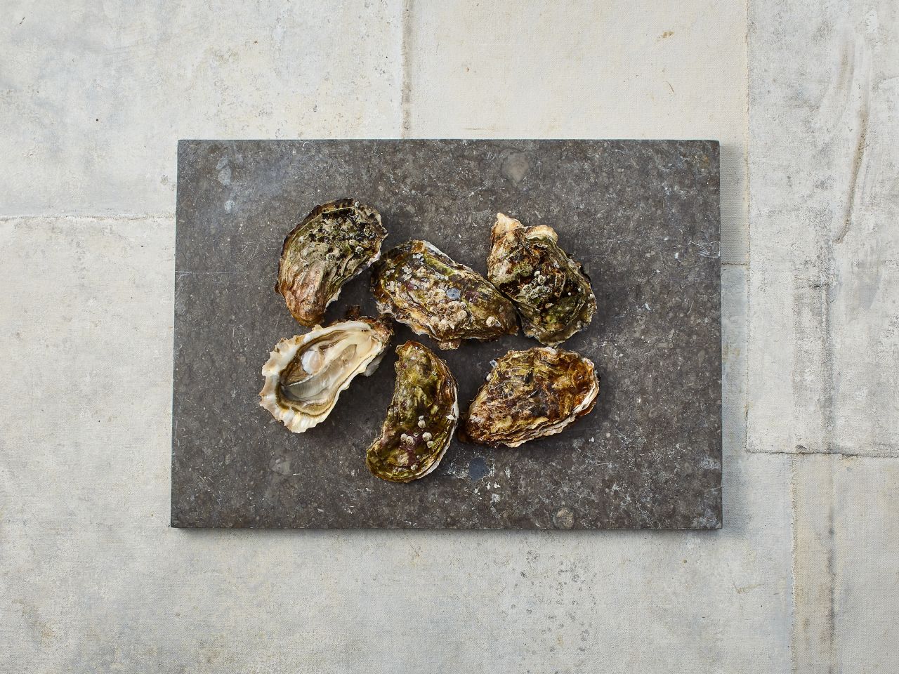 Auster – Sylter Royal Auster – Sylter Royal