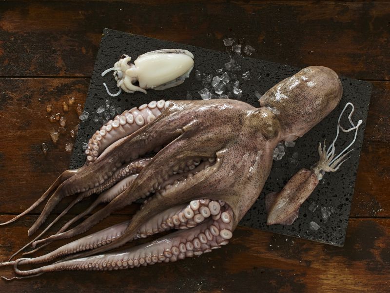 Die Welt der Tintenfische