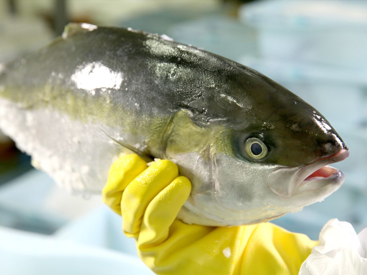 Wie erkenne ich frischen Fisch?