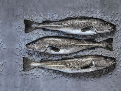 Skrei