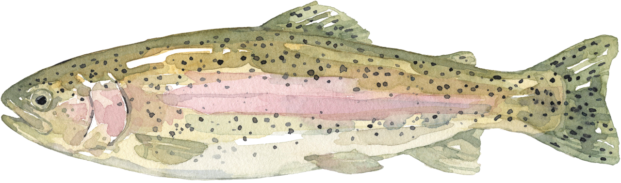 Fischlexikon: Forelle