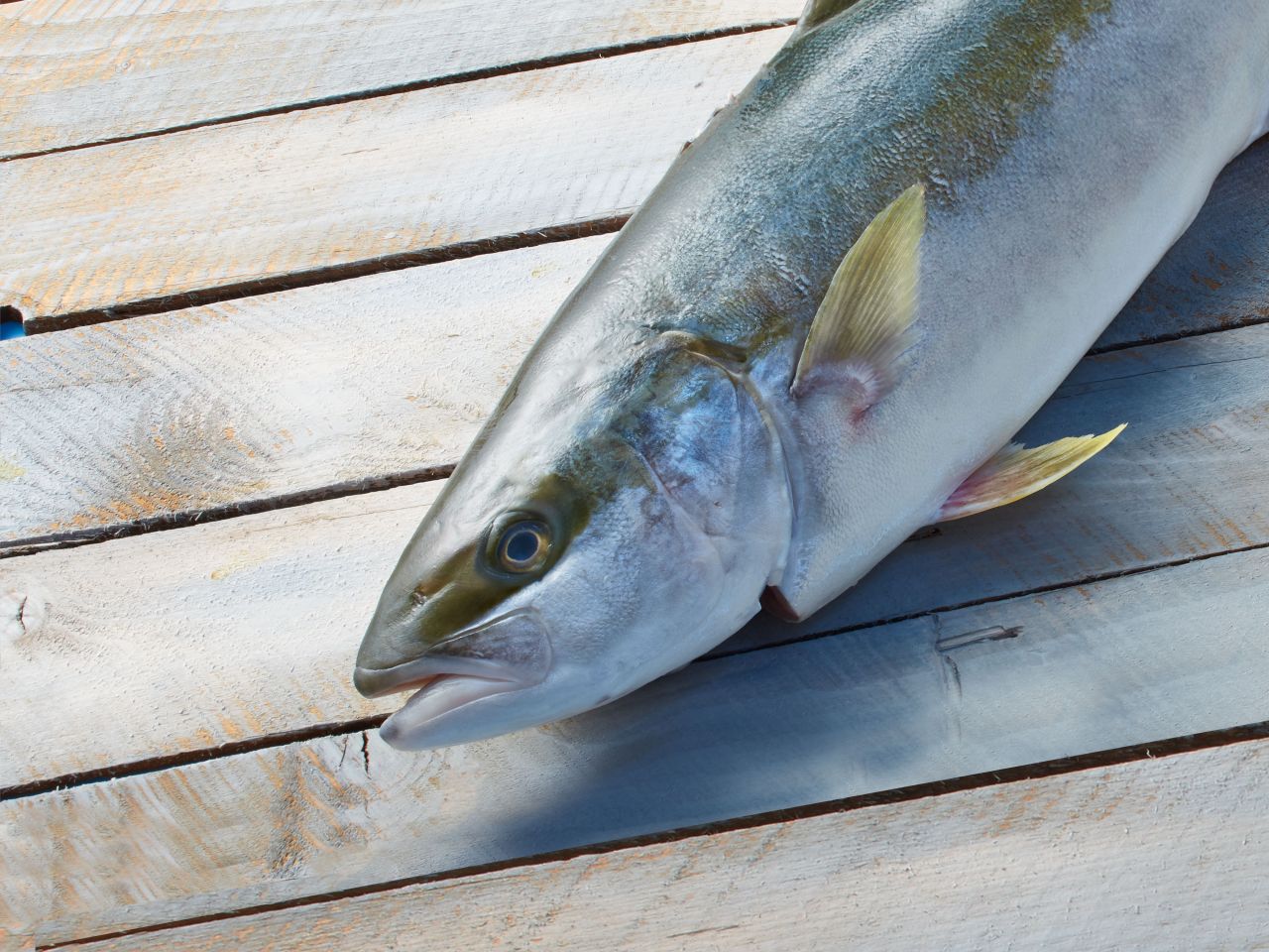 Gelbschwanzmakrele Gelbschwanzmakrele