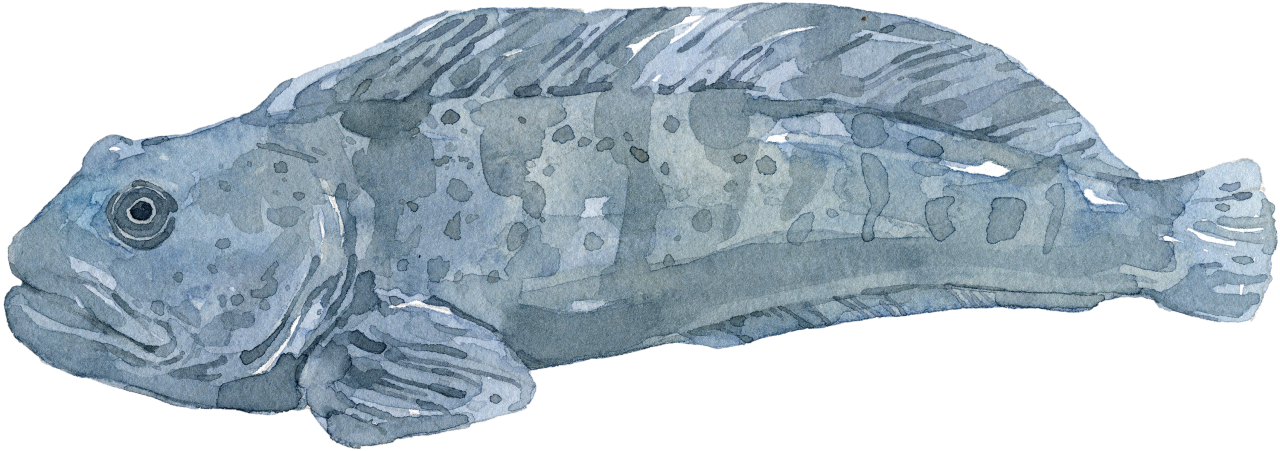 Fischlexikon: Steinbeisser