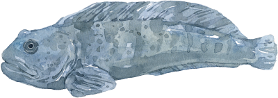 Steinbeisser