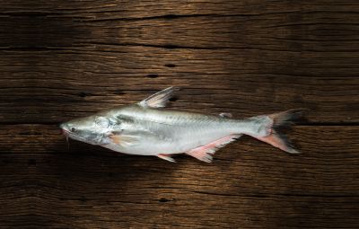 Pangasius