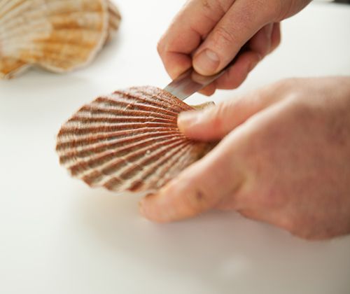 Wie öffne ich eine Jakobsmuschel? Wie öffne ich eine Jakobsmuschel?